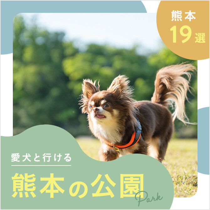 【熊本の犬と行ける公園19選】ドッグランのある公園やおでかけにおすすめな公園