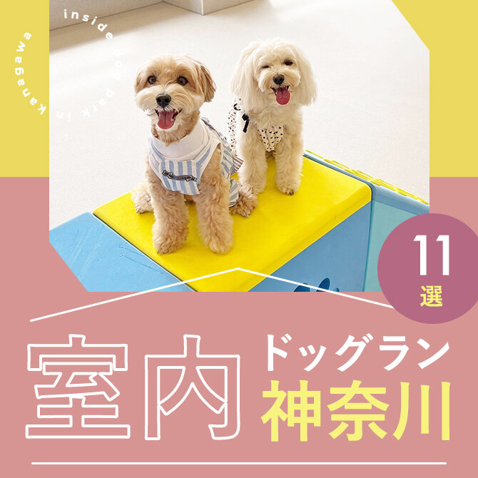 【神奈川の室内ドッグラン11選】雨の日も真夏日でも！神奈川で人気の室内ドッグラン
