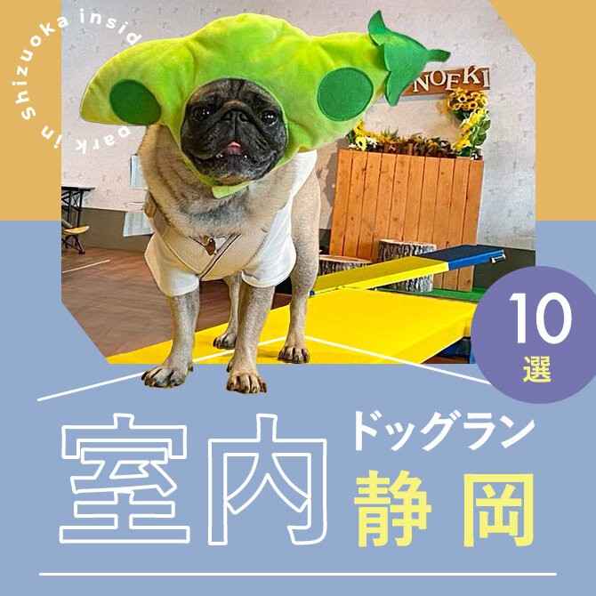 【静岡の室内ドッグラン10選】雨の日も暑い日も遊べる人気の静岡の室内ドッグラン！  