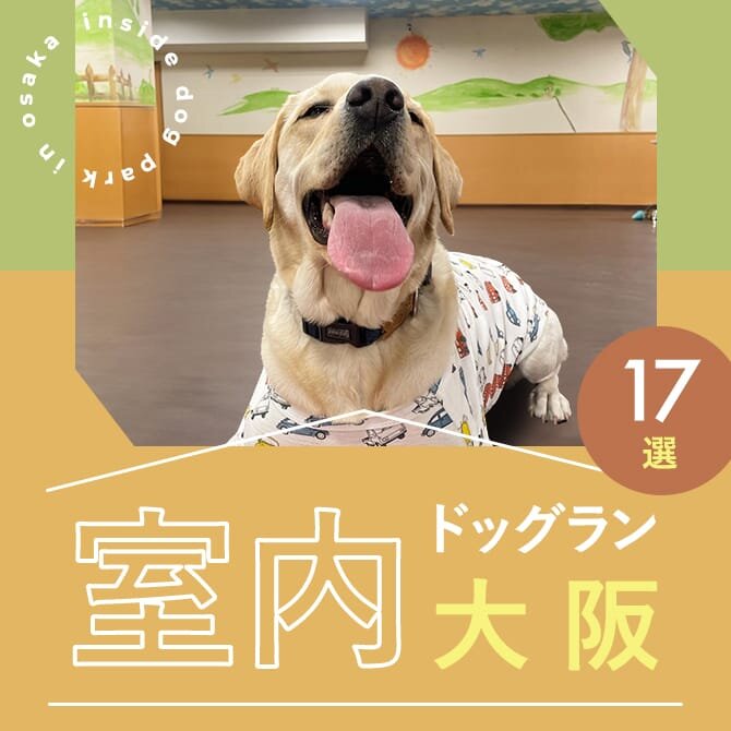 【大阪の室内ドッグラン17選】雨の日も遊べる人気の大阪室内ドッグラン特集！