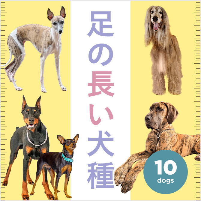 【足の長い犬種10選】足の長い犬・細い犬にはどんな犬種がいるの？