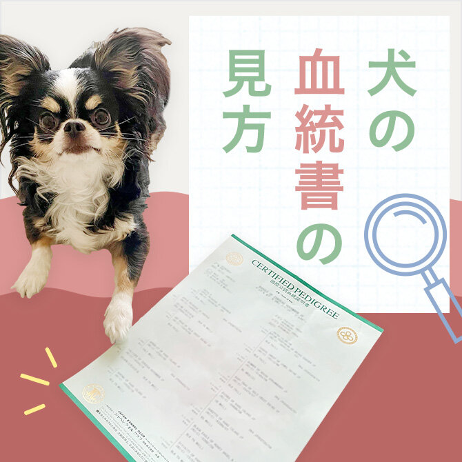 【血統書の見方】犬の血統書の見方をわかりやすく解説！