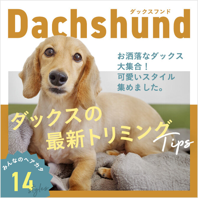 【ダックスフンドの人気カット集】カットは必要？トリミングの参考になるかわいいカット14選