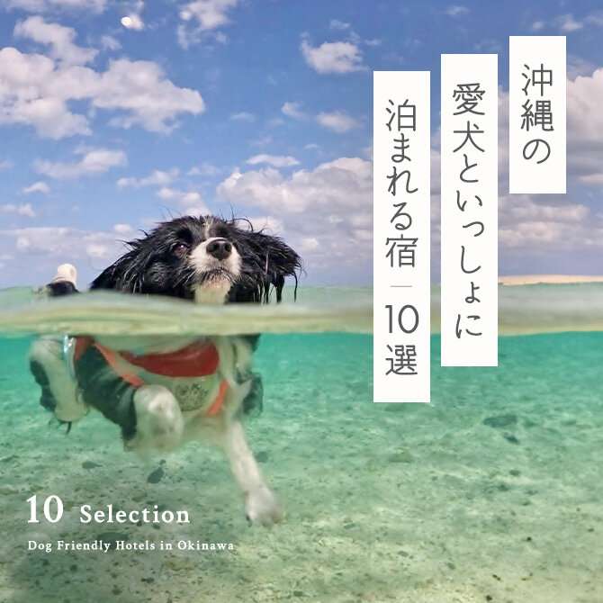【沖縄の犬と泊まれる宿10選】沖縄のペットと泊まれる宿｜2024年最新