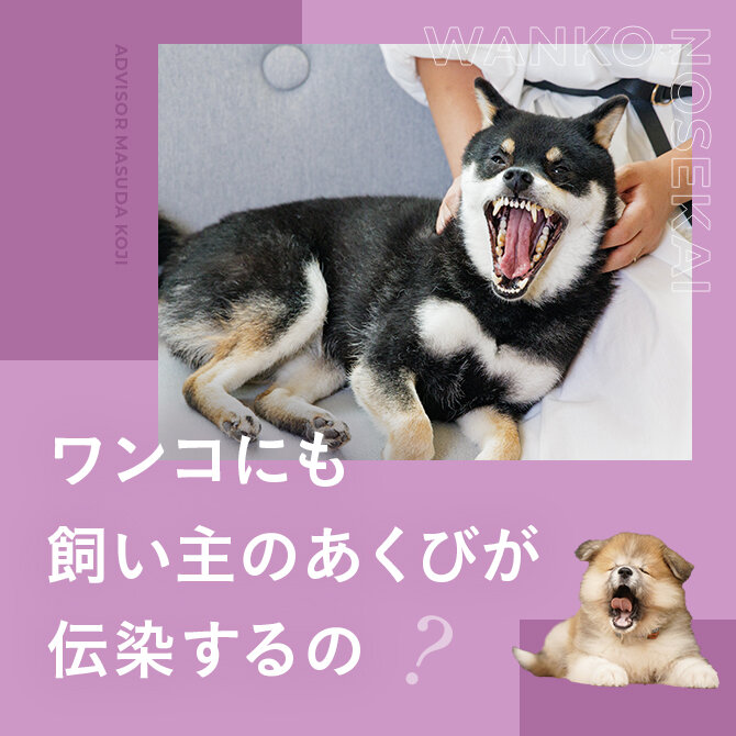 犬のあくび｜ストレスあくびとは？犬にも飼い主さんのあくびが伝染する？