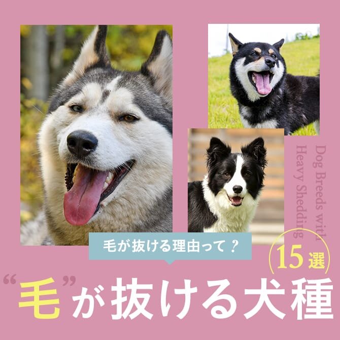 【毛が抜ける犬】毛が抜ける犬種15選！毛が抜ける理由や抜け毛のケアまで