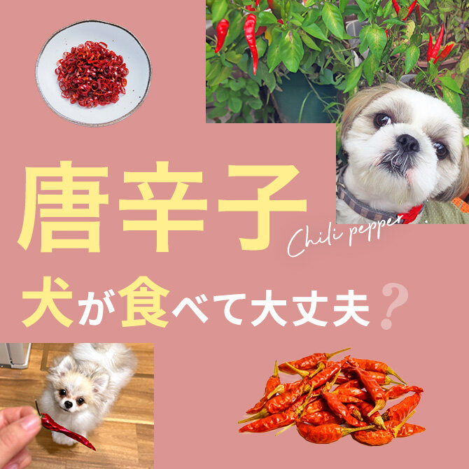 犬は唐辛子を食べても大丈夫？｜犬に唐辛子は与えていい？食べてはいけない？