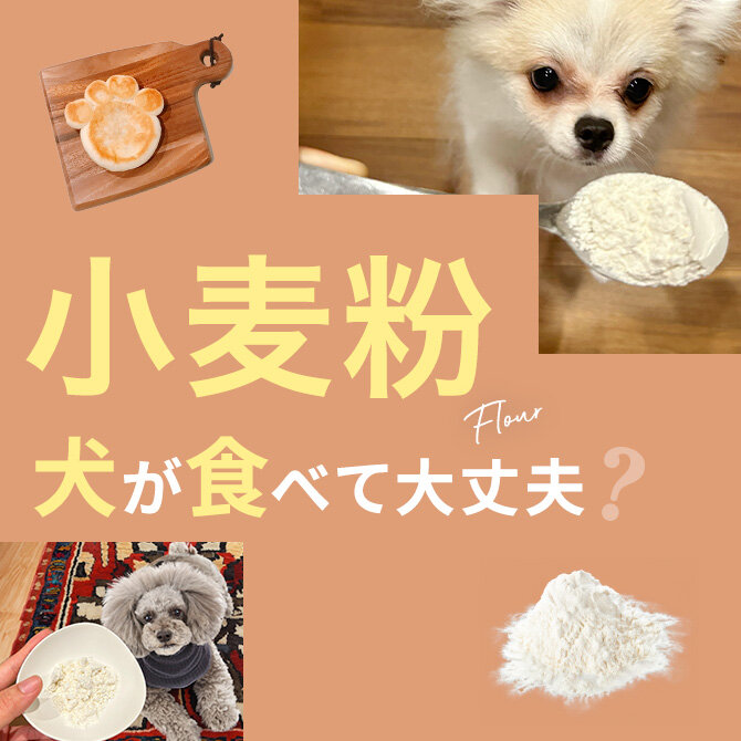 犬は小麦粉を食べても大丈夫？｜犬に小麦粉は与えていい？食べてはいけない？