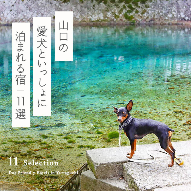 【山口の犬と泊まれる宿11選】山口の人気のペットと泊まれる宿｜2024年最新版