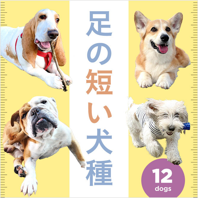 【短足犬の犬種12選】短足な犬の犬種や足が短い理由、短足犬と一緒に暮らす際の注意点について