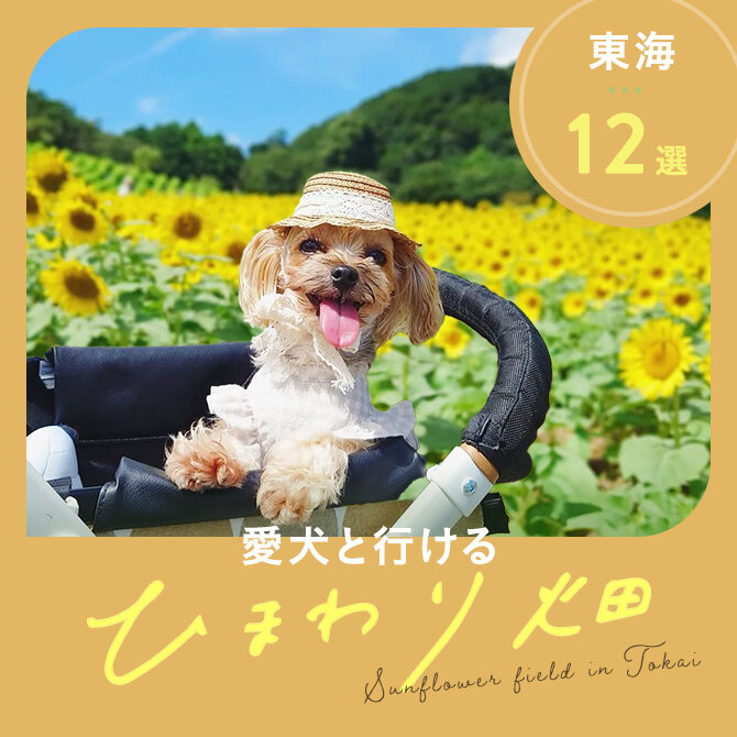 【東海のひまわり畑12選】犬と行けるおすすめひまわりスポット