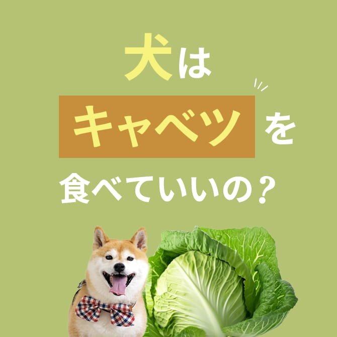 犬はキャベツを食べても大丈夫。キャベツを生で犬に与えても大丈夫かも解説