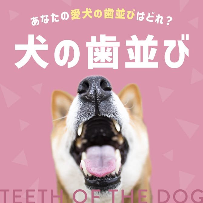 【犬の歯並び】犬の歯並びはどれが正常？犬の歯並びがガタガタで悪い原因は？