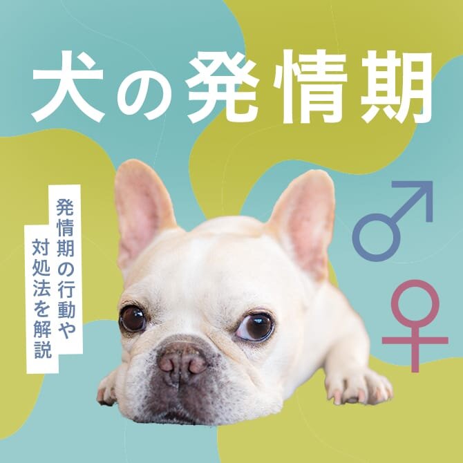 【犬の発情期はいつから？】オスとメスの発情期の行動や対処法、犬の赤チンについても解説。