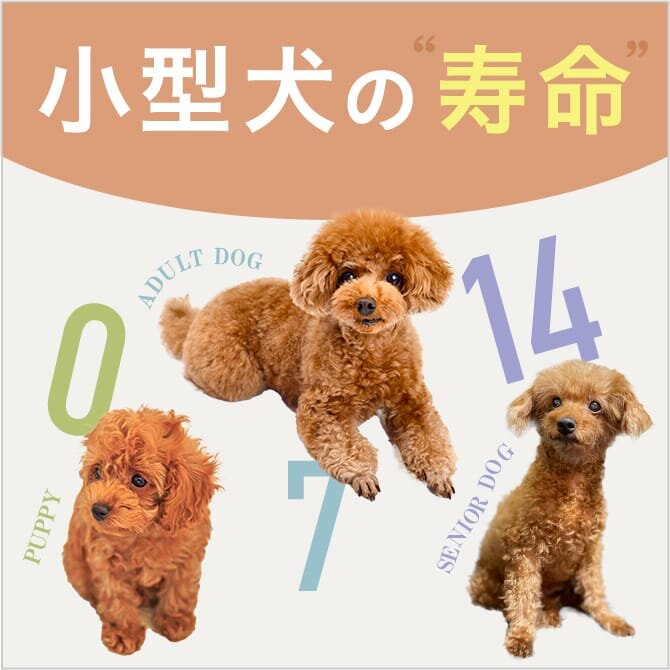 【小型犬の寿命】小型犬の平均寿命は？人の年齢でいうと何歳？寿命の長い小型犬は？