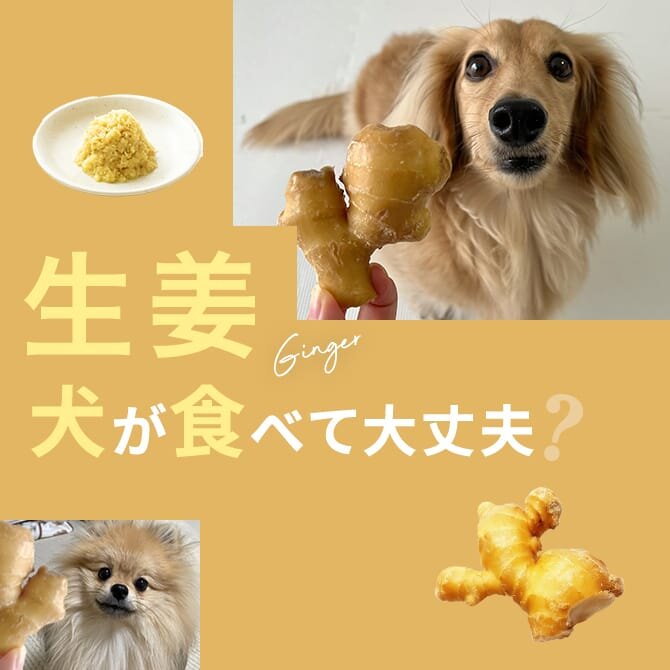 犬は生姜を食べても大丈夫？｜犬に生姜は与えていい？食べてはいけない？