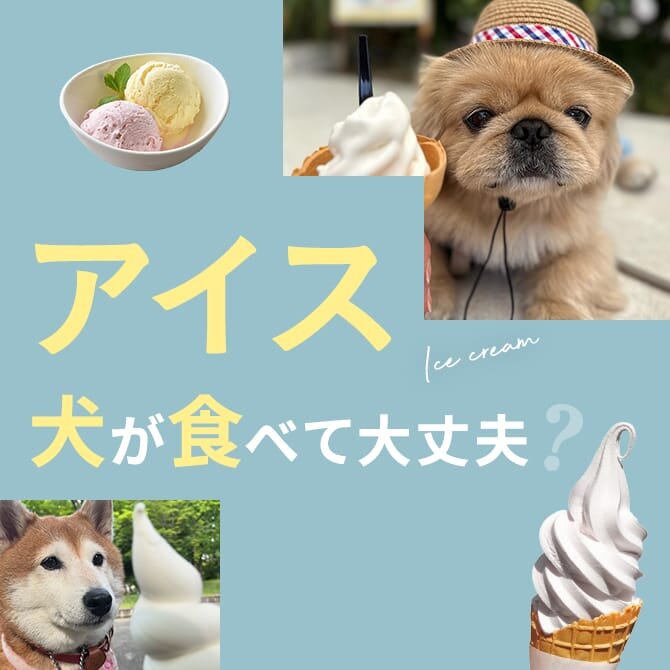 犬はアイスを食べても大丈夫？｜犬にアイスは与えていい？食べてはいけない？