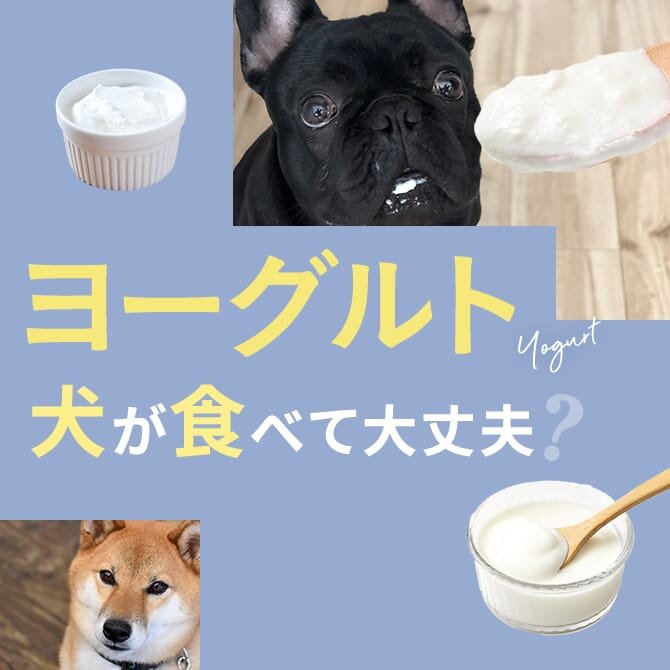 犬はヨーグルトを食べても大丈夫？｜犬にヨーグルトは与えていい？食べてはいけない？