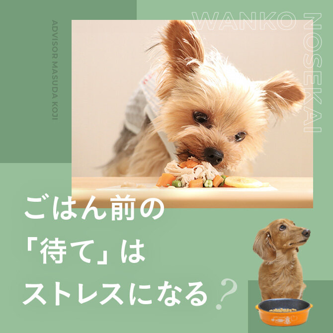 犬のごはん｜ごはんを隠すのには理由がある？ごはん前のマテは犬にとってストレスになる？