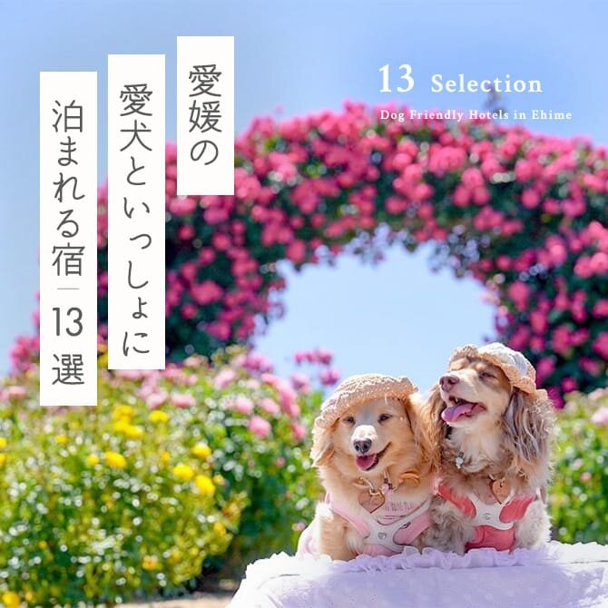 【愛媛のペットと泊まれる宿13選】愛媛の犬と泊まれる宿。温泉・コテージも｜2024年最新