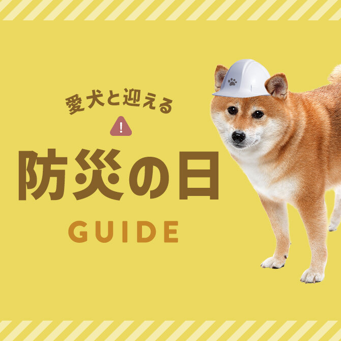 愛犬と迎える防災の日ガイド