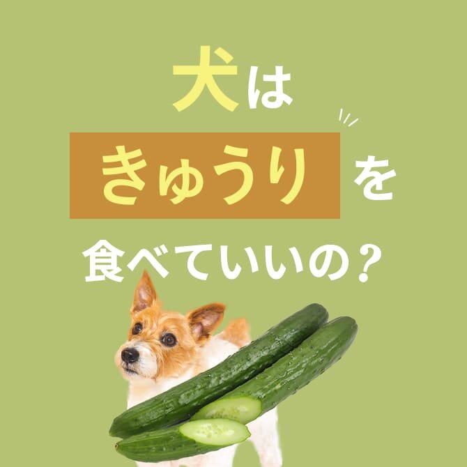 犬はきゅうりを食べても大丈夫。犬に生のきゅうりを与える際の注意点やアレルギーについて解説。