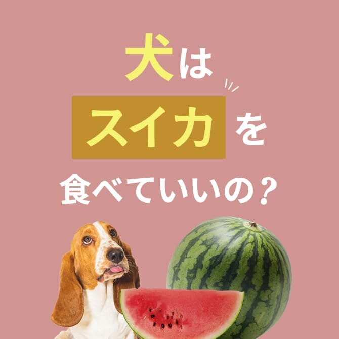 犬はスイカを食べても大丈夫？正しい与え方や量は？