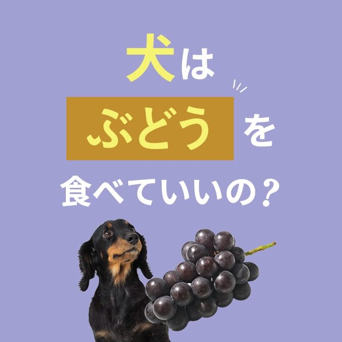 犬はぶどうを食べても大丈夫？症状と対処方法は？