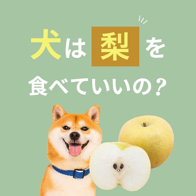 犬は梨を食べても大丈夫？正しい与え方や量は？