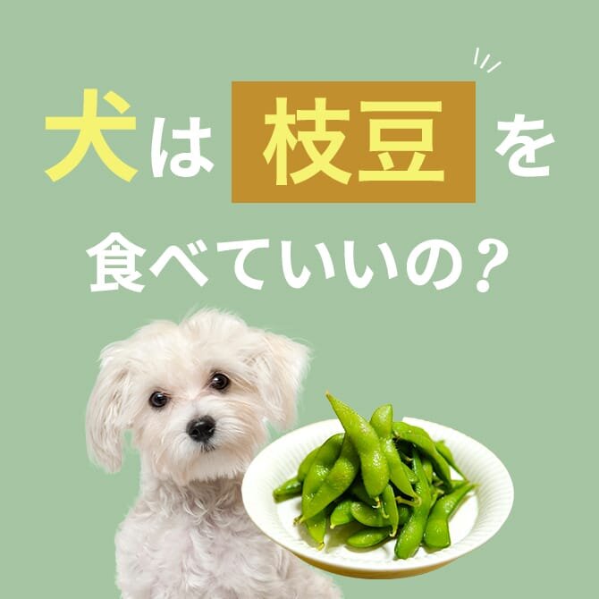 犬は枝豆を食べても大丈夫。犬に枝豆を与える際の注意点やアレルギーについて解説。