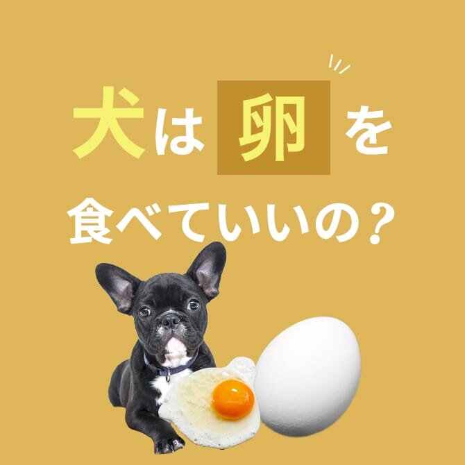 犬は卵を食べても大丈夫。犬に卵を与える際の注意点やアレルギー、卵焼き・白身も大丈夫かについて解説。