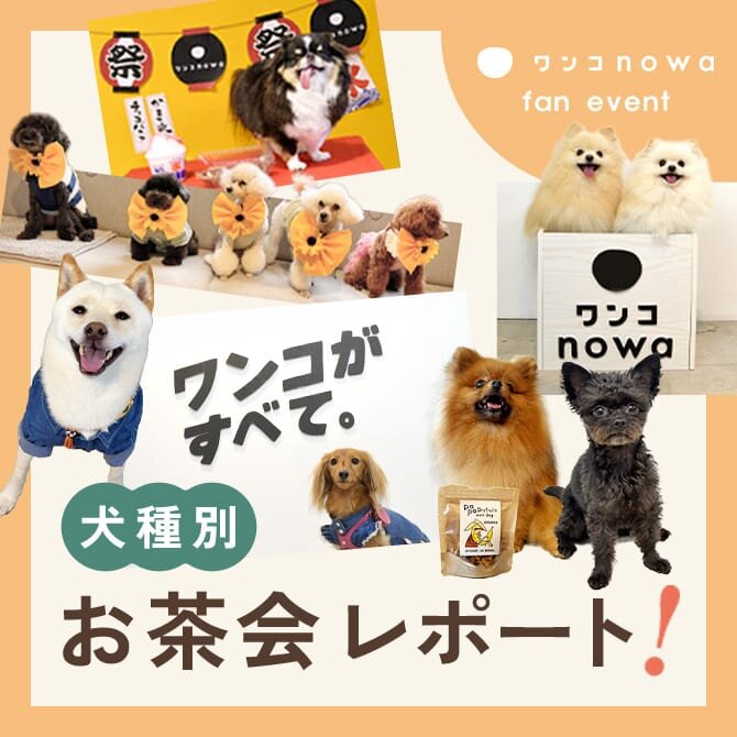 【わんこnowa 6月ファンイベント】犬種別お茶会レポート。新しいワンコ友達の輪が広がった1日。