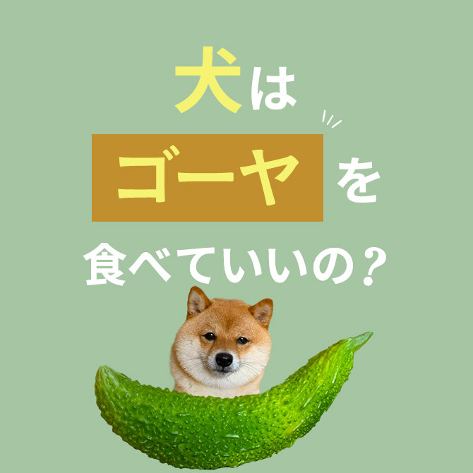 犬はゴーヤを食べても大丈夫？｜犬にゴーヤは与えていい？食べてはいけない？