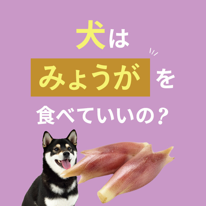 犬はみょうがを食べても大丈夫？｜犬にみょうがは与えていい？食べてはいけない？