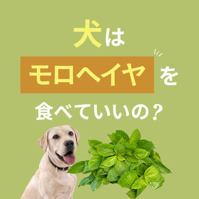 犬はモロヘイヤを食べても大丈夫？｜犬にモロヘイヤは与えていい？食べてはいけない？