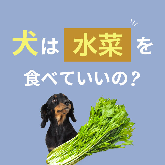 犬は水菜を食べても大丈夫？｜犬に水菜は与えていい？食べてはいけない？