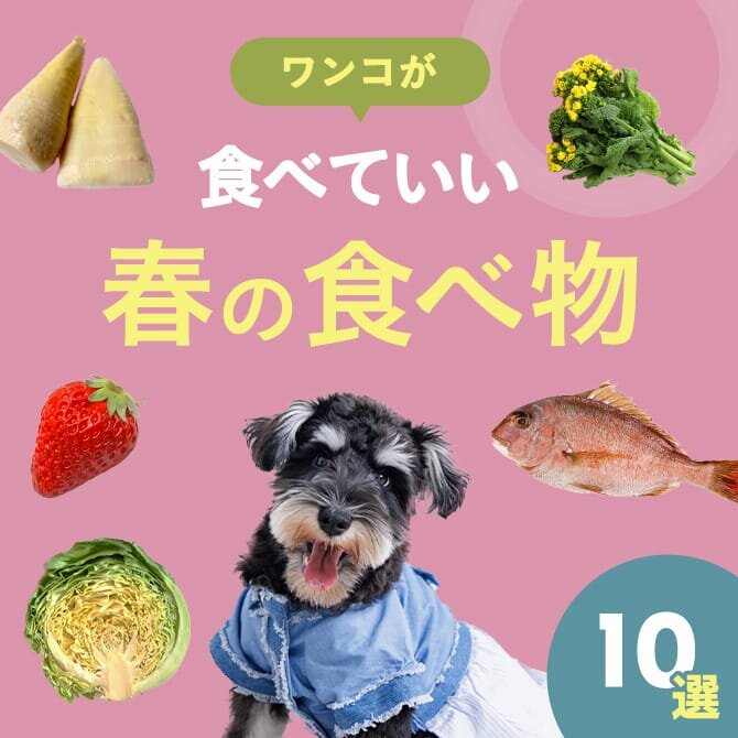 【春の食べ物10選】愛犬も食べられる春におすすめの食べ物