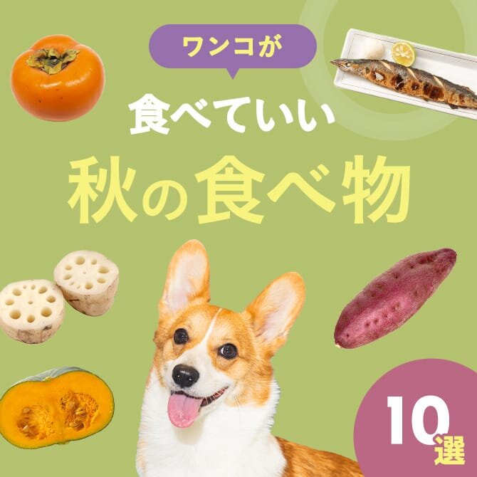 【秋の食べ物10選】愛犬も食べられる秋におすすめの食べ物