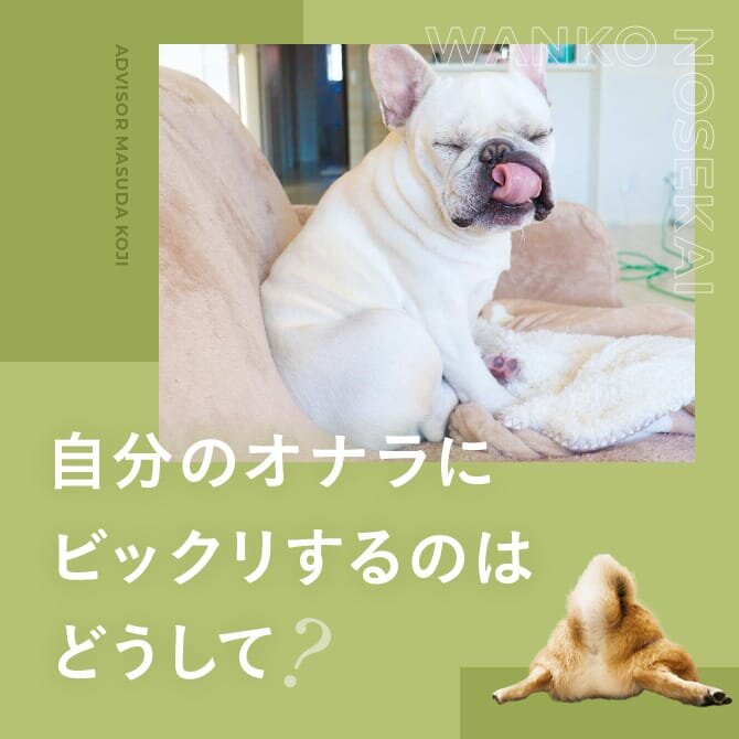 【犬の不思議行動】自分のオナラに驚く理由は？救急車に遠吠えするのはどうして？犬は人の性別をどうやって判断しているの？