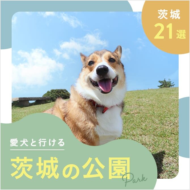 【茨城の犬と行ける公園21選】ドッグランのある公園やおでかけにおすすめな公園