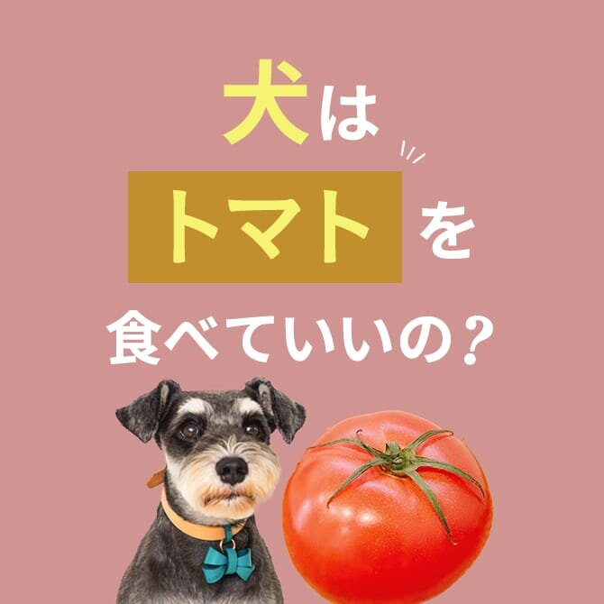 犬はトマトを食べても大丈夫。与える際の注意点やアレルギー、生のトマトやトマトジュースについても解説。