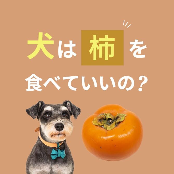 犬が柿を食べても大丈夫？柿の与え方と注意点