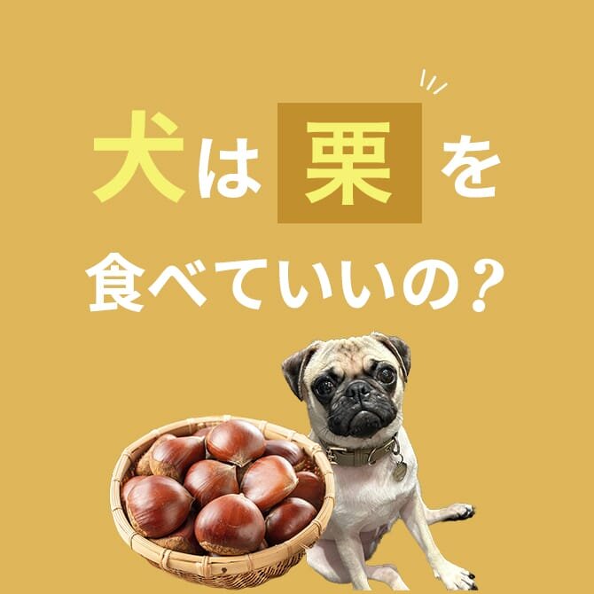 犬が栗を食べても大丈夫？栗の与え方と注意点