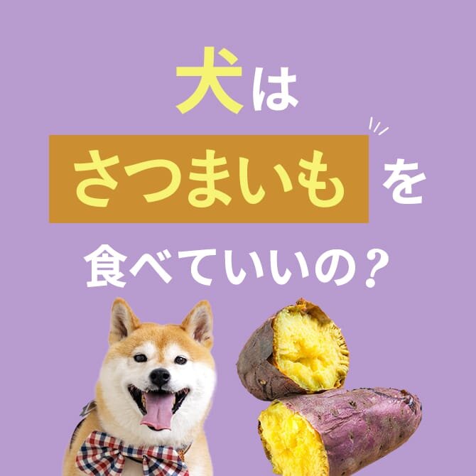 犬はさつまいもを食べても大丈夫？さつまいもの与え方と注意点