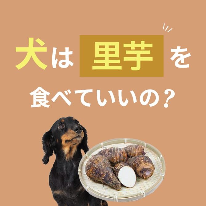 犬は里芋を食べても大丈夫？里芋の与え方と注意点