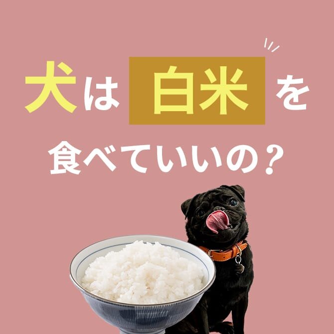 犬は白米を食べても大丈夫？メリットや与え方・注意点を解説