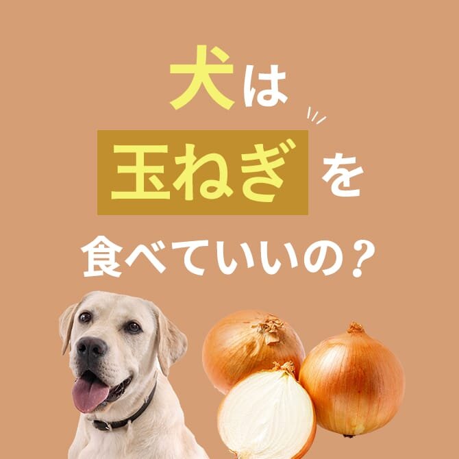 犬に玉ねぎは絶対NG。玉ねぎを食べた時の中毒症状と対処方法