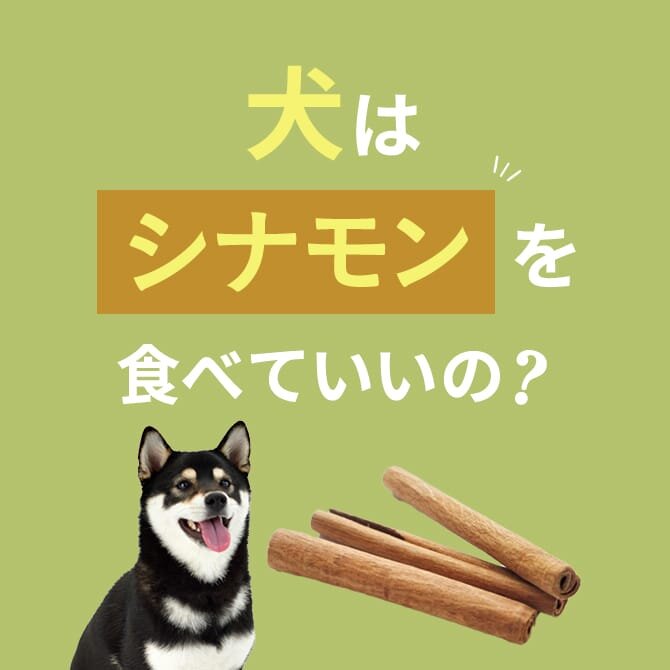 犬がシナモンを食べても大丈夫？シナモンの種類と肝臓機能障害について