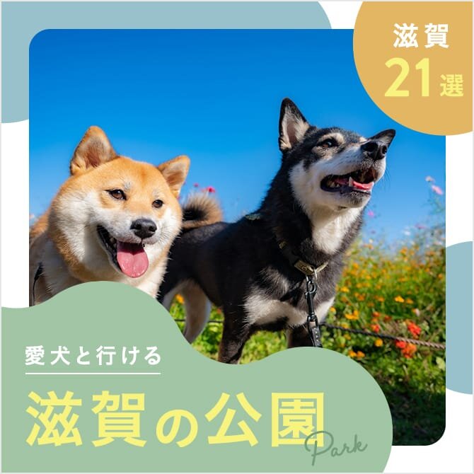 【滋賀の犬と行ける公園21選】ドッグランのある公園やおでかけにおすすめな公園