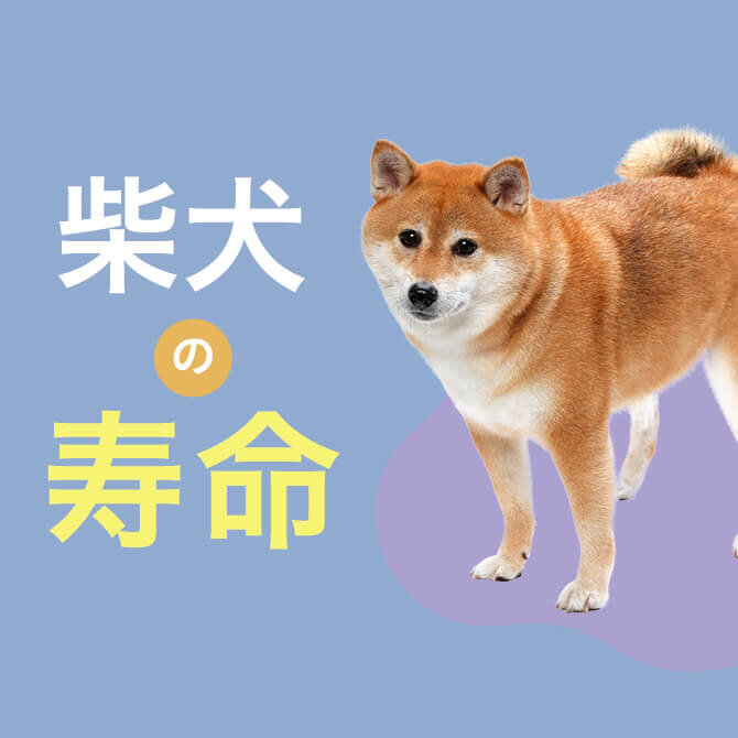 柴犬の寿命｜平均寿命と病気